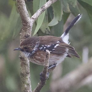 Hawaii Elepaio/ Chasiempis sandwichensis