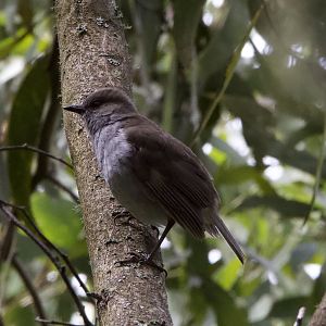 Omao/ Myadestes obscurus