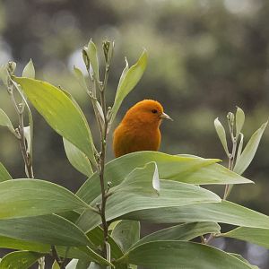 Hawaii Akepa/ Loxops coccineus