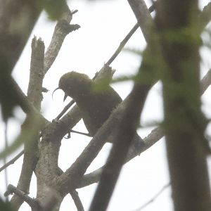 Akiapolaau/ Hemignathus wilsoni