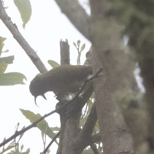 Akiapolaau/ Hemignathus wilsoni