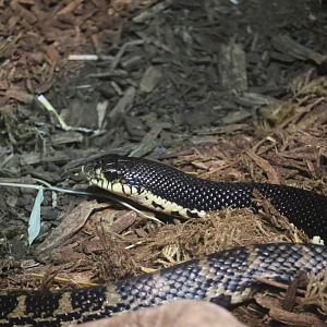 Malagasy Hognose Snake