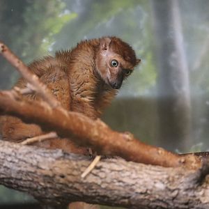 Blue Eyed Black Lemur