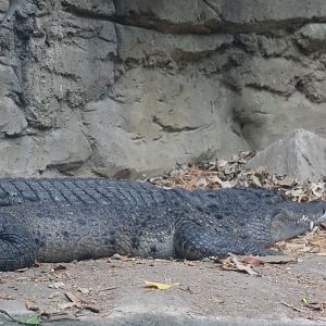 Phillipine Crocodile