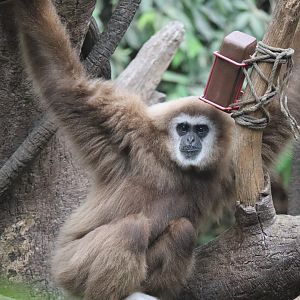 White Cheeked Gibbon