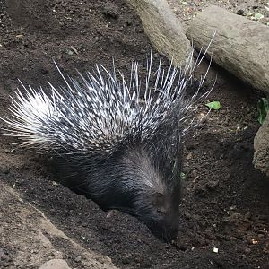 Indian Crested Porcupine