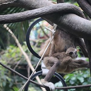 White Cheeked Gibbon Infant