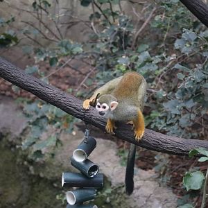 Squirrel Monkey