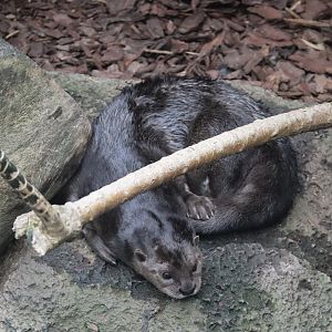 Spotted Necked Otter