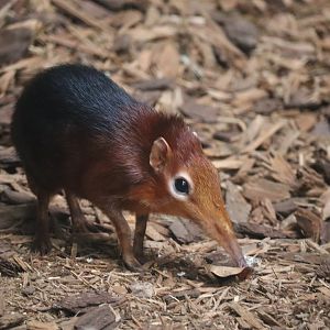 Black and Rofous Sengi