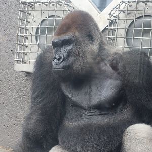 Western Lowland Gorilla