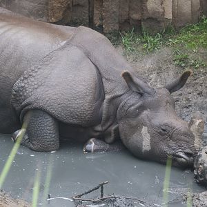 Indian Rhinoceros