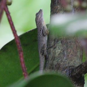 Anole in Den Blå Planet - Denmark