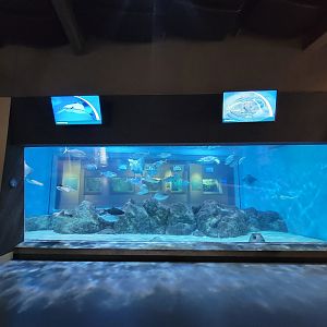 Toledo, Aquarium - Bonnethead shark, spotted eagle ray, sea turtle, cownose ray, etc.