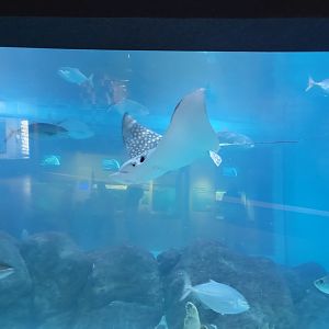 Toledo, Aquarium - Spotted eagle ray