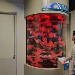 Toledo, Aquarium - Moon jellies