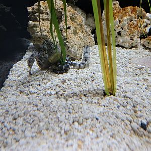 Toledo, Aquarium - Seahorses