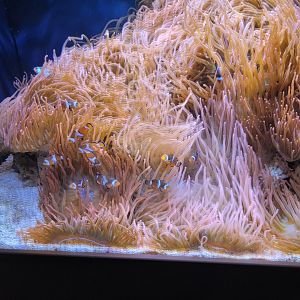 Toledo, Aquarium - Clownfish and anemones