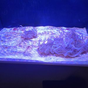 Toledo, Aquarium - Upside down jellyfish