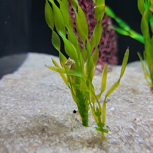 Toledo, Aquarium - Seahorse