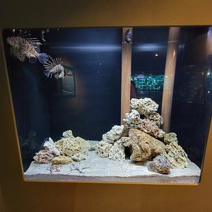 Toledo, Aquarium - Lionfish