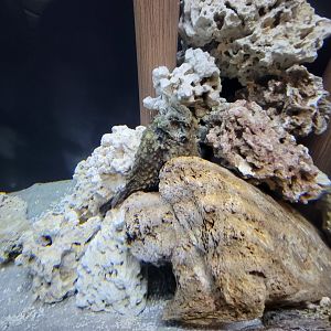 Toledo, Aquarium - ID