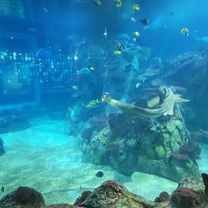 Toledo, Aquarium - Zebra shark, blacktip reef shark tank