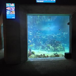 Toledo, Aquarium - Zebra shark, blacktip reef shark tank