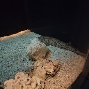 Toledo, Aquarium - Chain dogfish pup