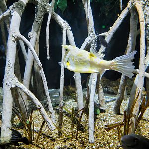 Toledo, Aquarium - Longhorn Cowfish