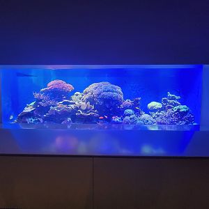 Toledo, Aquarium - Coral tank