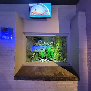 Toledo, Aquarium - Red-bellied piranhas