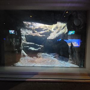 Toledo, Aquarium - Giant Pacific octopus (upper right corner)