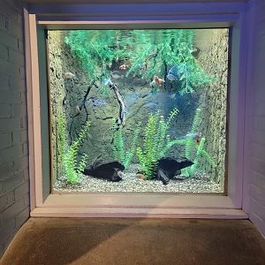 Toledo, Aquarium - Clown loach, rainbowfish