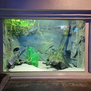 Toledo, Aquarium - Electric eel