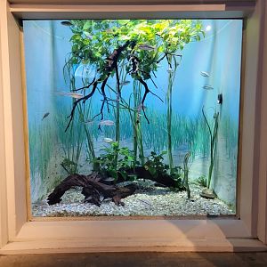 Toledo, Aquarium - ID