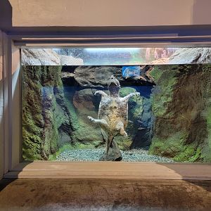 Toledo, Aquarium - Snapping turtle
