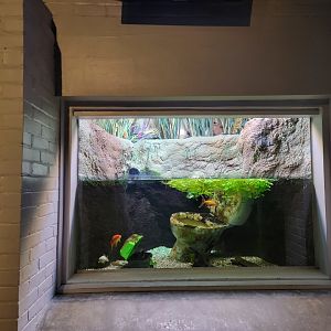 Toledo, Aquarium - Goldfish and a toilet?