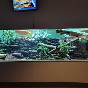 Toledo, Aquarium - Gar, Asian arowana, catfish