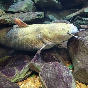 Toledo, Aquarium - Flathead catfish