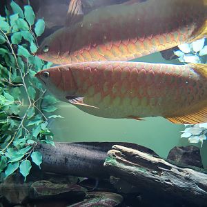 Toledo, Aquarium - Asian arowana