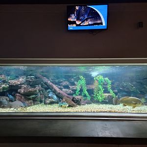 Toledo, Aquarium - Carp, lake sturgeon, etc.