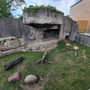 Toledo - Patagonian Mara