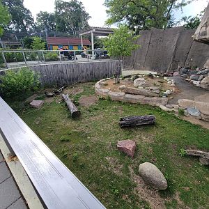 Toledo - Patagonian Mara
