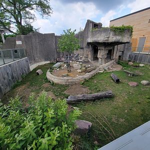 Toledo - Patagonian Mara