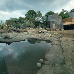 Toledo - Kodiak Ridge