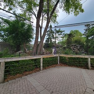 Toledo - Snow leopards