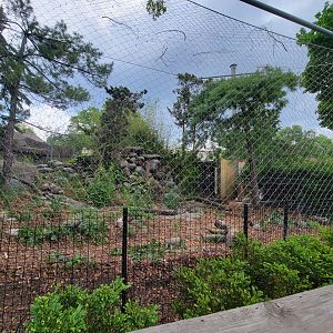 Toledo - Snow leopard