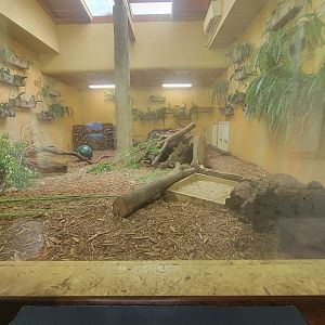 Toledo - Tembo Trail, Tasmanian devils