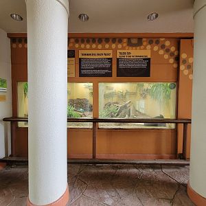 Toledo - Tembo Trail, Tasmanian devils